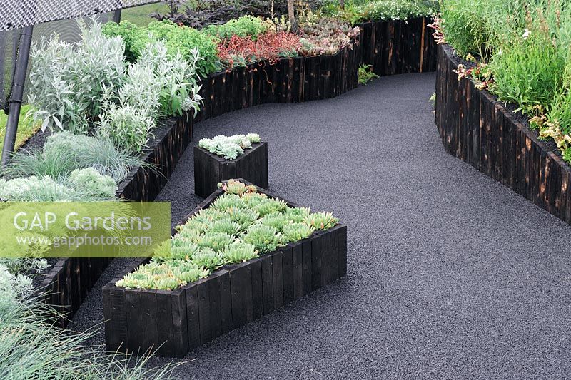 Irregular shaped raised beds planted with succulents and grasses along compressed rubber crumb path. Watch This Space. RHS Tatton Park Flower show 2013