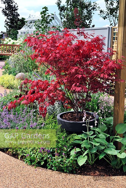 The Belong garden - Rhs Tatton Park Flower show 2013 - Acer Palmatum in large container placed in flower beds 