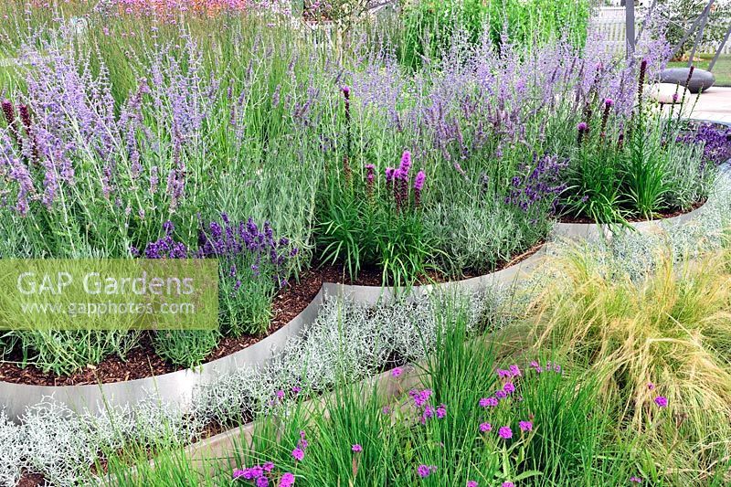 Pink and Blue planting in shallow containers.  Pervoskia and Lavender. Networks -  A Garden For Cancer Research. RHS Tatton Park flower Show