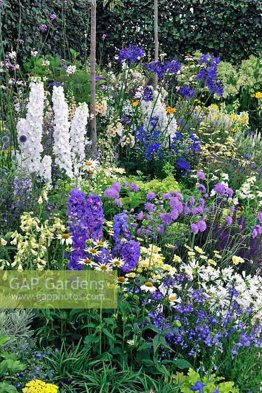 Blue white and yellow border with Delphinium, Agapanthus and digitalis. Garden -  Splash. RHS Tatton Park Flower show