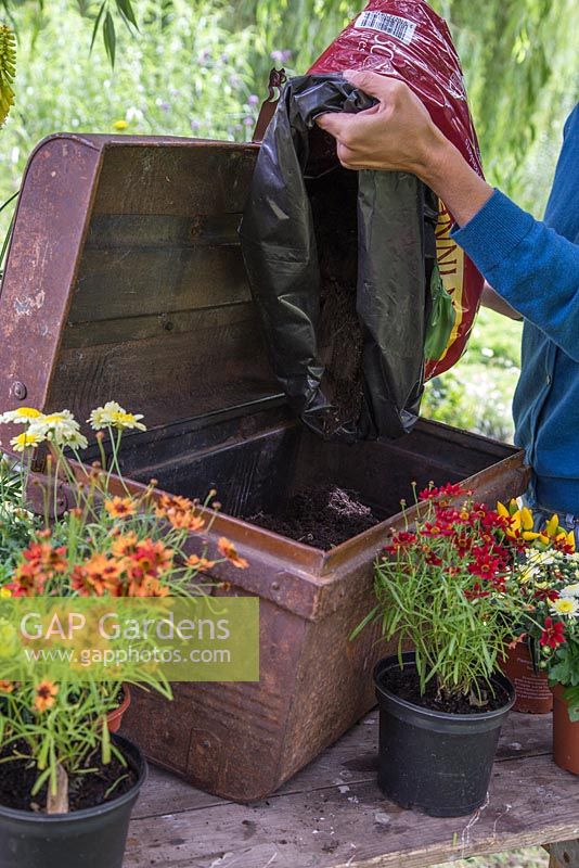 Step by Step - Creating a Treasure Chest container of Coreopsis 'Limerock Ruby', Coreopsis 'Pumpkin Pie', Argyranthemum 'Crested Yellow', Kniphofia 'Lemon Popsicle', Chrysanthemum and Ornamental Pepper. Adding compost