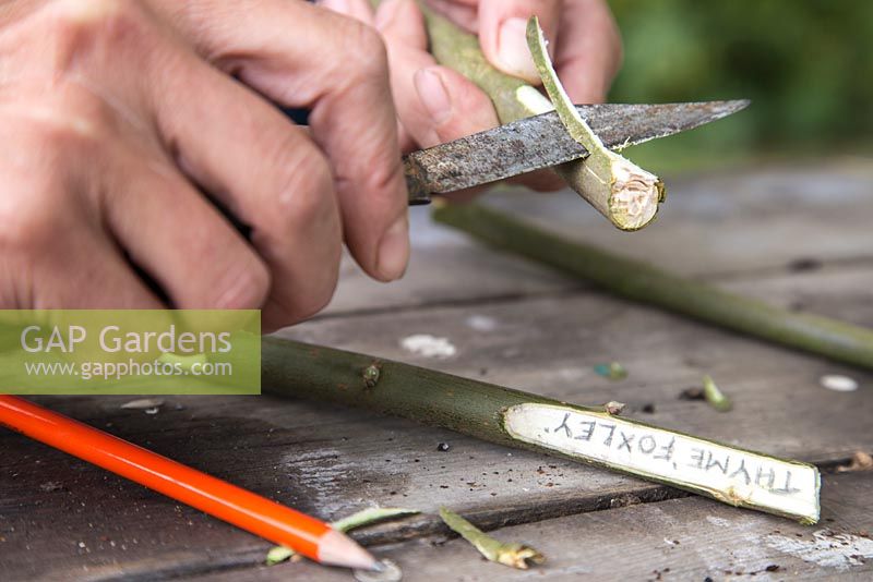 Step by Step - Creating plant labels using cuttings from a willow branch
