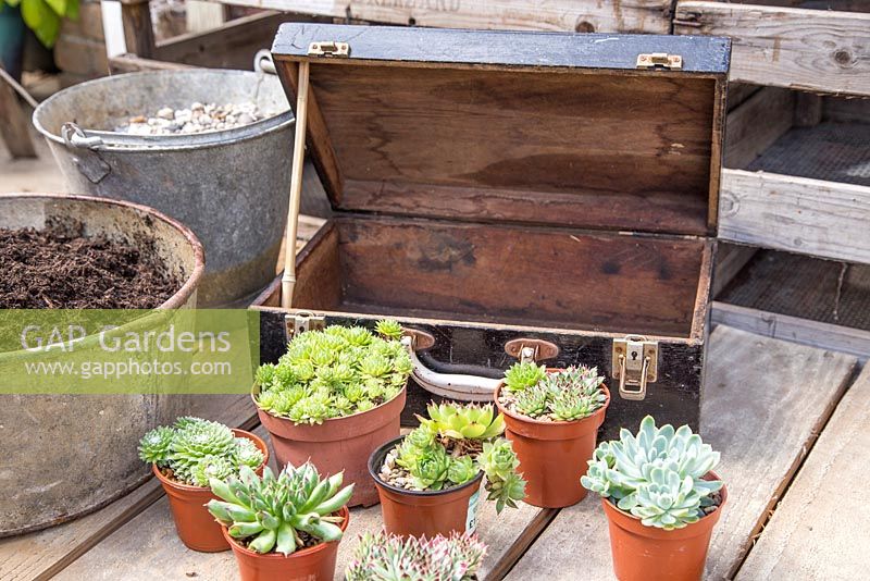 Step by Step - Recycled tool chest used as succulent container. Mixed succulents