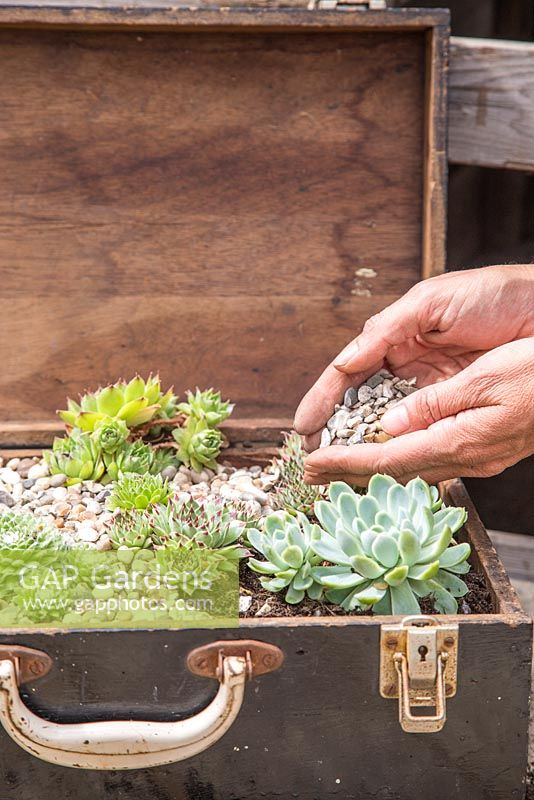 Step by Step - Recycled tool chest used as succulent container. Adding gravel to mixed succulents