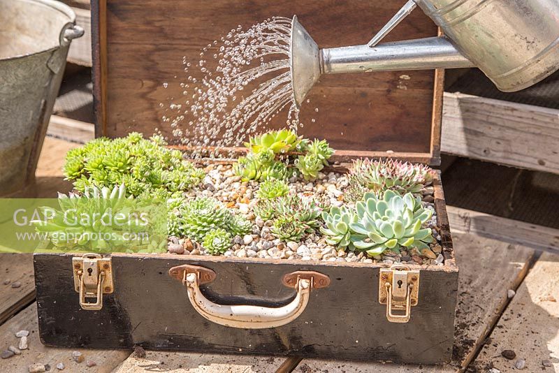Step by Step - Recycled tool chest used as succulent container. Watering mixed succulents
