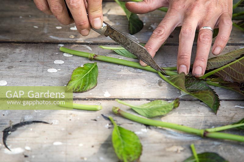 Step by Step - Taking root cuttings from Hydrangea 'Dark Angel'