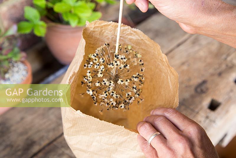 Harvesting Allium seeds