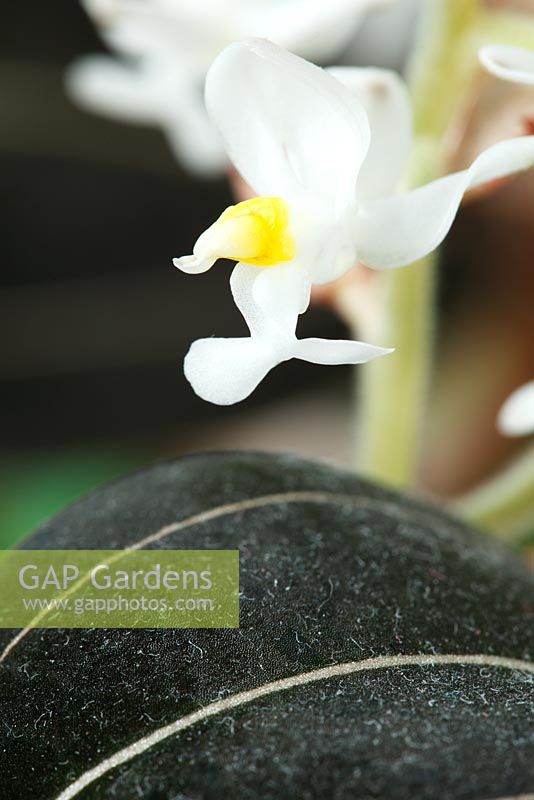 Ludisia discolor 'Sapphire Velvet' - Black jewel orchid  January