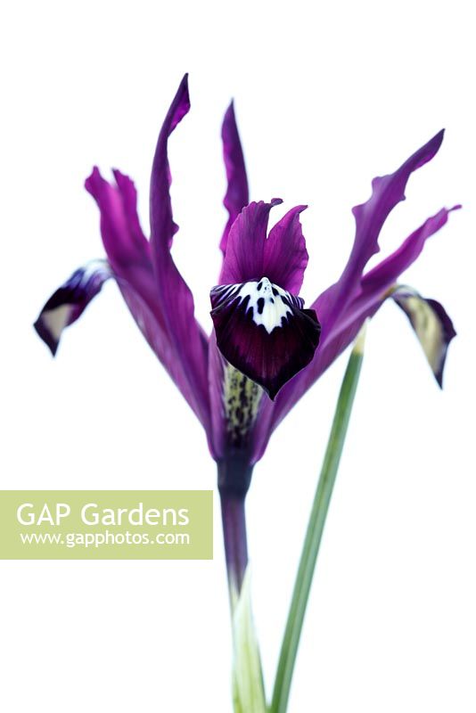 Iris reticulata 'Pauline' 