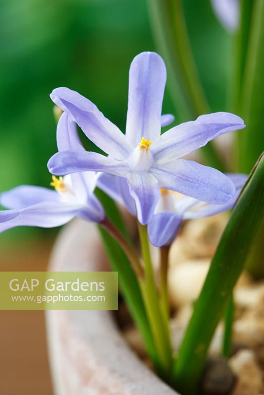 Chionodoxa luciliae - Glory of the snow  Growing at the edge of a pot