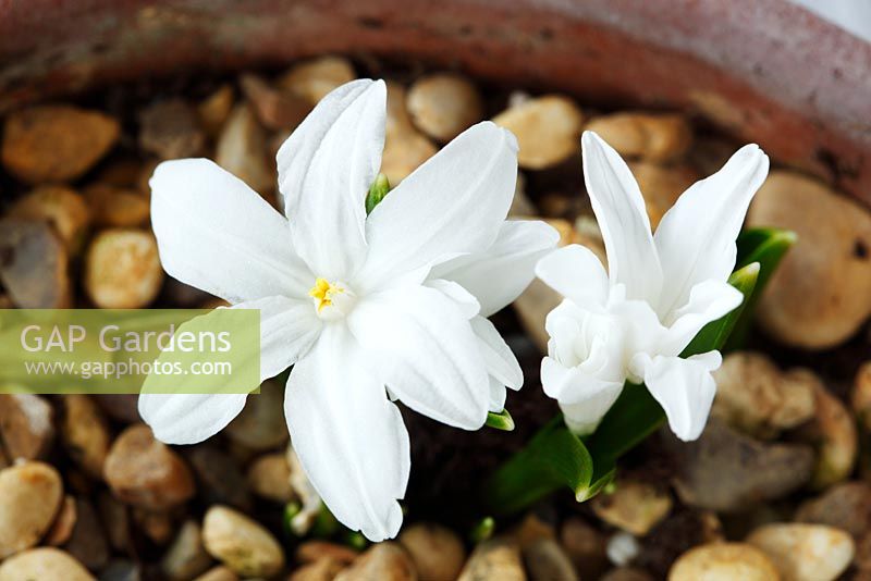Chionodoxa luciliae 'Alba' - Glory of the snow  growing through gravel in a pot  