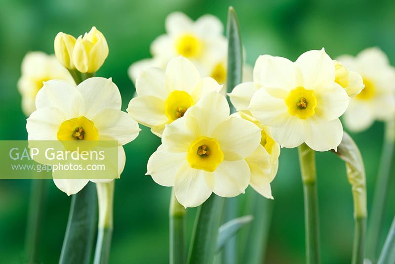 Narcissus 'Pacific Coast' AGM. Daffodil, Division 8, Tazetta
