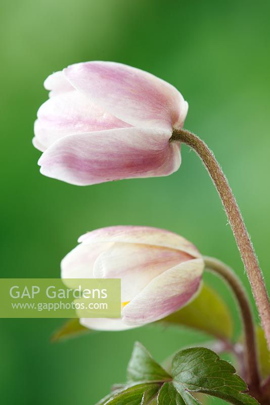 Anemone nemorosa 'Cedric's Pink' - Wood anemone  Un-opened flower 