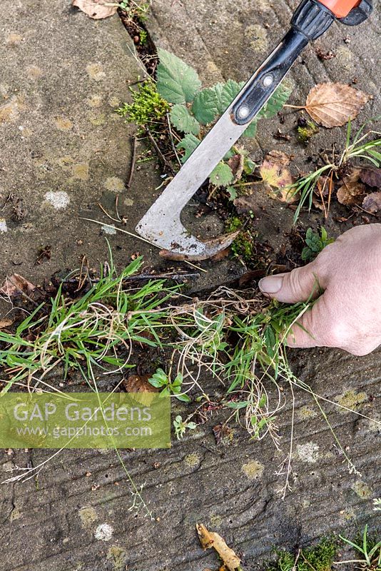 Removing weeds from between paving joints using a weeding knife