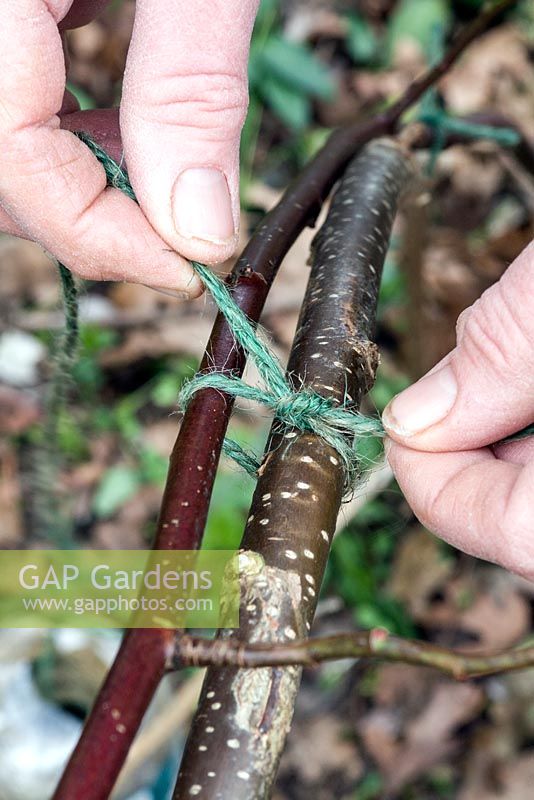 Tying in long rose stems onto arching hazel poles to improve the rose vigour