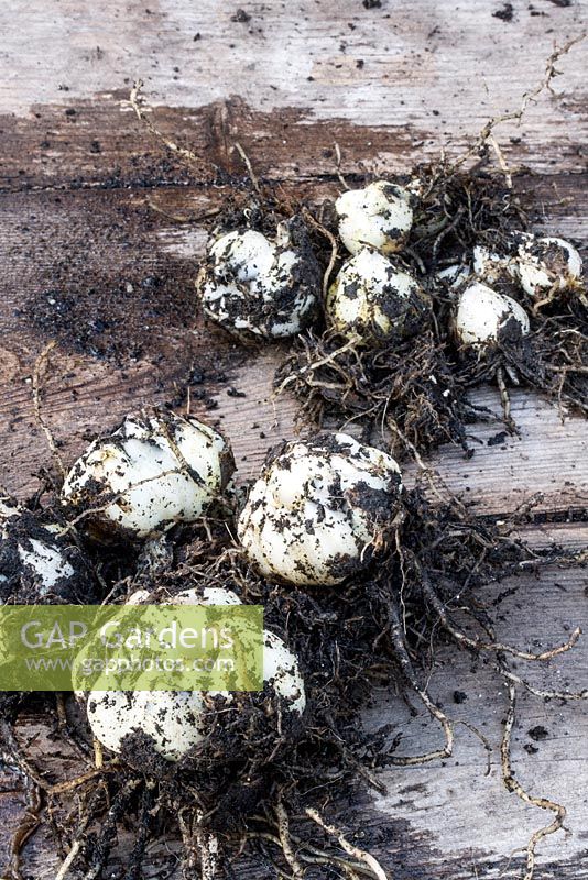 Potting up lily bulb - sort and grade them according to their sizes