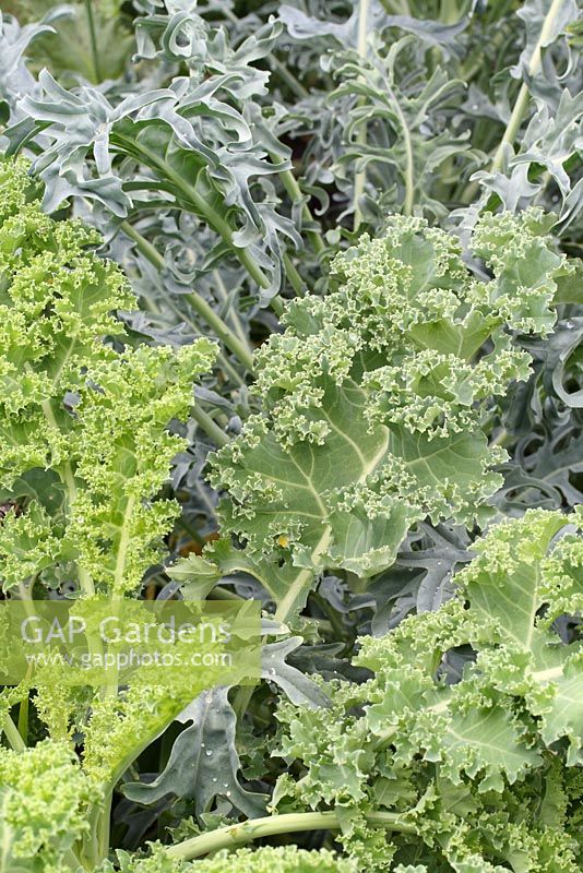 Brassica oleracea 'Dwarf Green Curled' and 'Jagallo Neo' - Kales