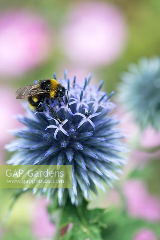 Echinops bannaticus - Globe thistle and Bumble bee