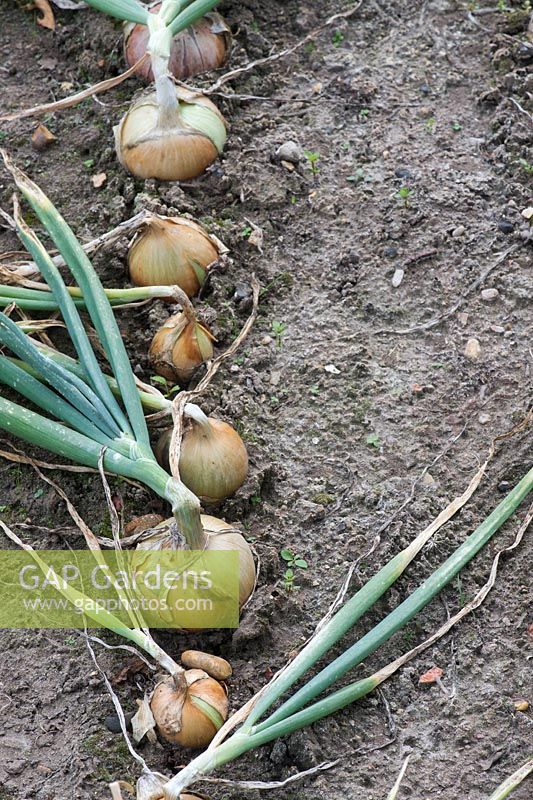 Allium cepa - Onion Marshalls Fen Early in a vegetable garden