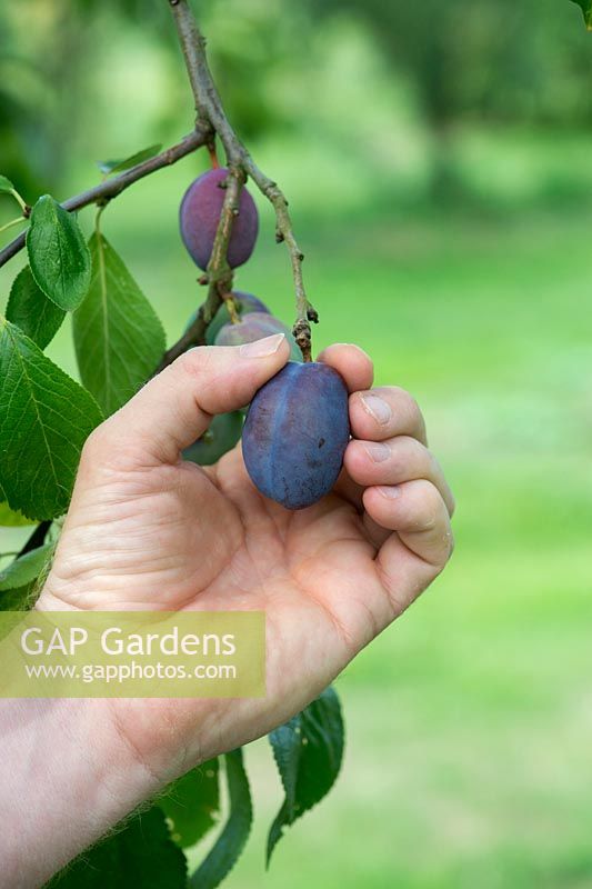Prunus domestica - Gardeners hand picking Plum 'Laxtons Cropper' from the tree
