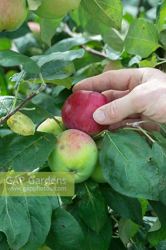 Malus Domestica 'Red Melba' - Hand picking an apple from a tree