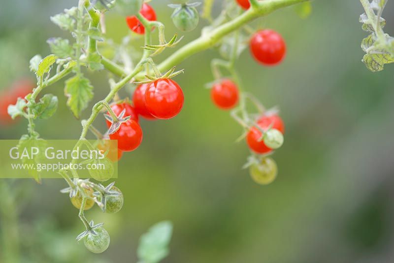 Solanum pimpinellifolium - Currant Tomato
