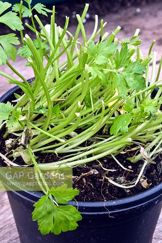 Growing on supermarket parsley - harvest and use the top growth leving 2.5cm behind
