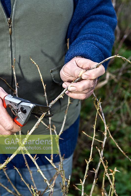 Pruning a gooseberry bush - remove unwanted older stems and trim the current year's growth by half