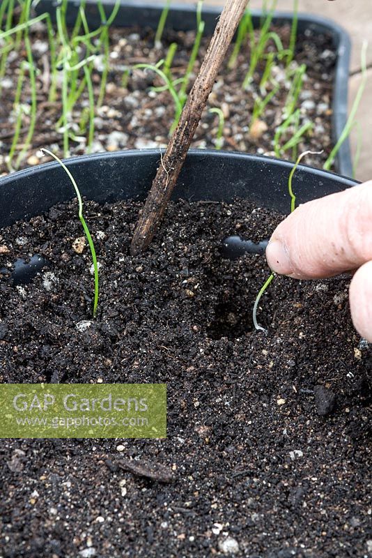 Onion seedlings being transplanted into a pot 5cm apart in a 15cm diameter pot