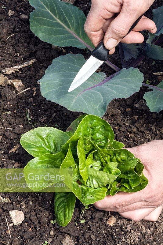 Lettuce 'Little Gem' growing between red cabbage are the perfect size for cutting and will keep growing