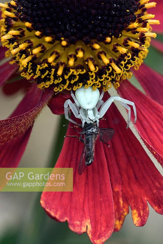 Crab spider devouring a hoverfly on a helenium flower