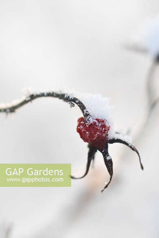 Rose hips under the snow in winter