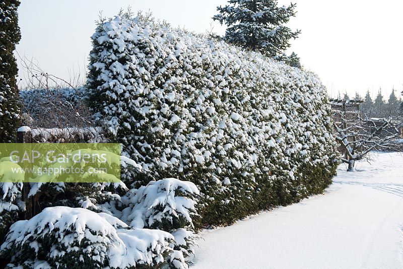 The hedge under the snow during winter. Polish Academy of Sciences Botanical Garden -  Powsin/ Warsaw, Poland
