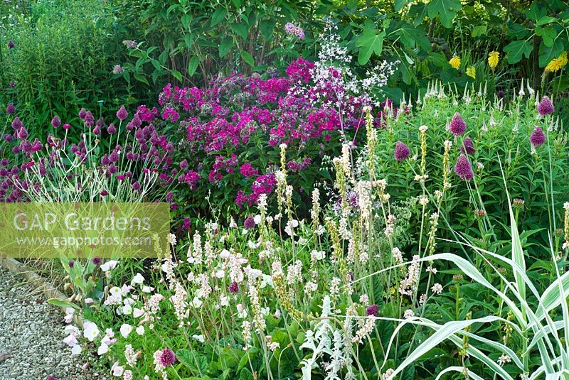 Mid-summer border with Allium sphaerocephalon and Flocks paniculata 'Starfire' at Merriments Gardens, East Sussex