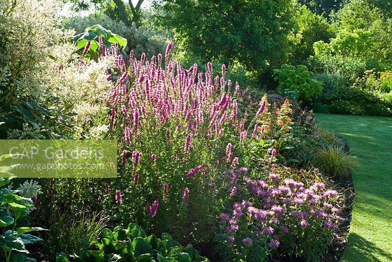 Lythrum 'Lady Sackville' and Monarda menthifolia.  Merriments Gardens, Hurst Green, East Sussex.