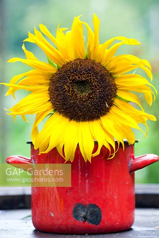 Sunflower in red saucepan