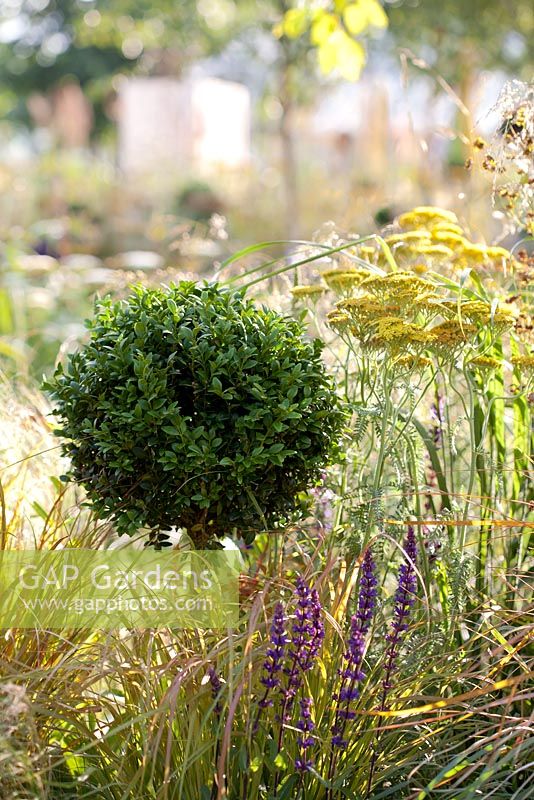 Borders includes Stipa tenuissima, Buxus sempervirens topiary, Anemanthele Lessoniana, Achillea Moonshine, Anemanthele Lessoniana, Salvia mainacht, The QEF Garden For Joy. 