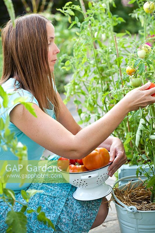 Woman picking tomatoes.