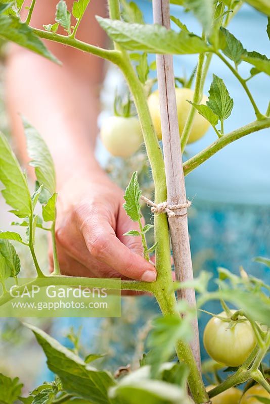Woman removing side shoot of tomato plant.