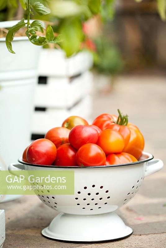 Colander of recently harvested tomatoes.