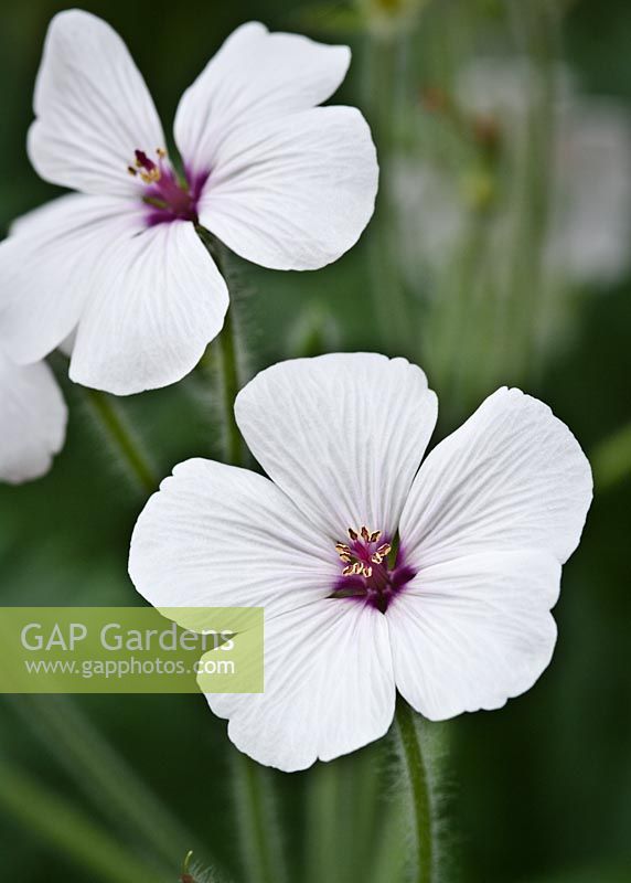 Geranium maderense 'Guernsey White'