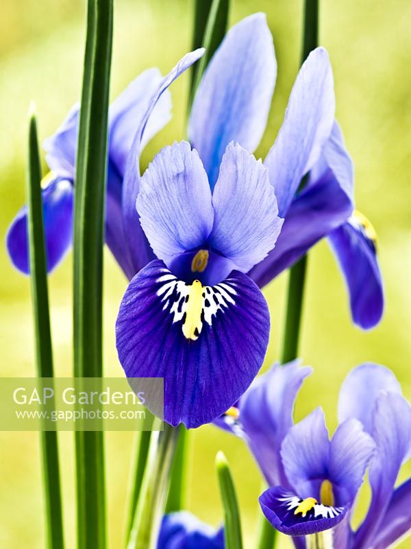 Iris reticulata 'Harmony' - dwarf iris