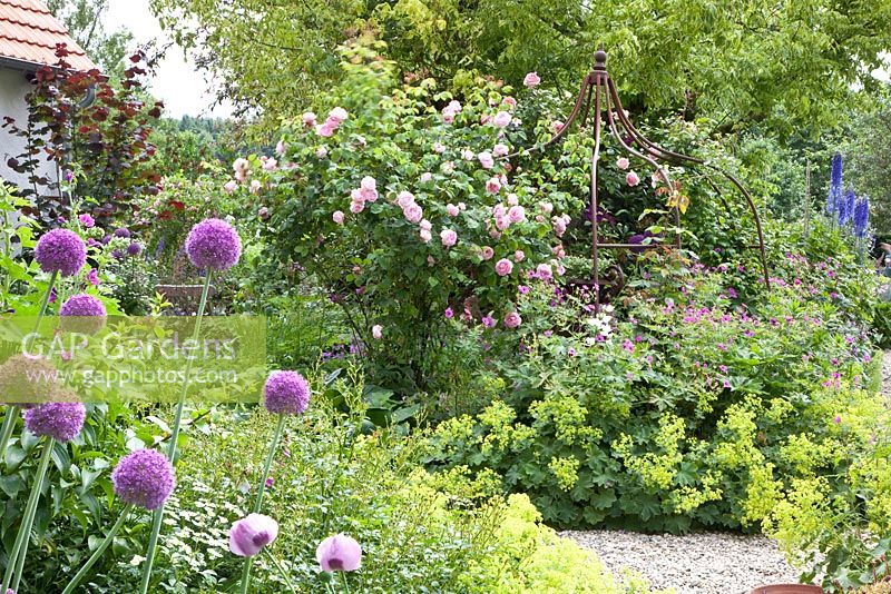Informal garden planted with Rosa 'Constance Spry', Alchemilla mollis, Allium 'Ambassador' and Geranium psilostemon