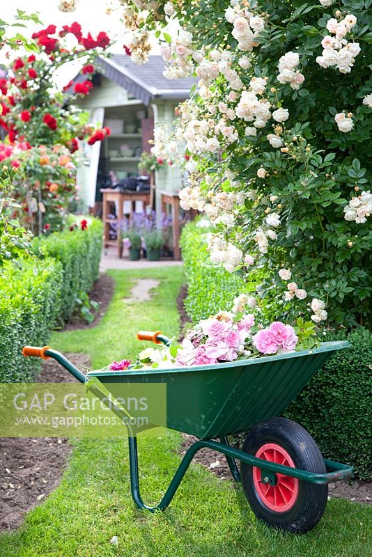 Rosa 'Ghislaine de Feligonde' with wheelbarrow full of dedheaded rose flower