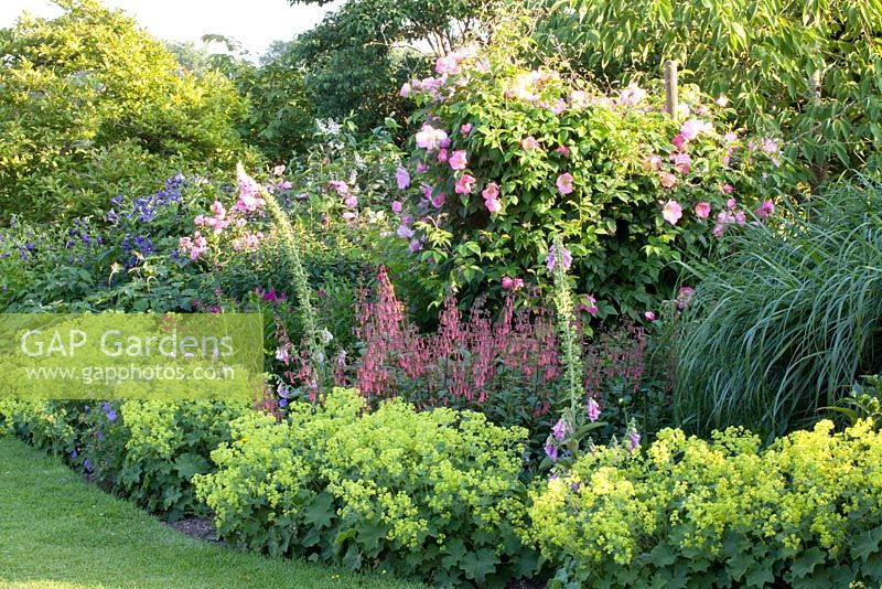 Rosa, Phygelius and Alchemilla mollis in mixed Summer border