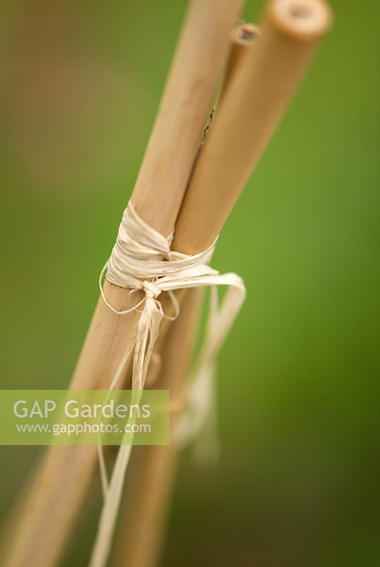 Raffia tying together bamboo support canes