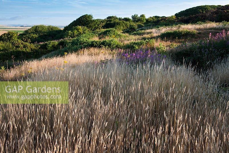 Phleum bertolonii - Smaller catstail grass 
