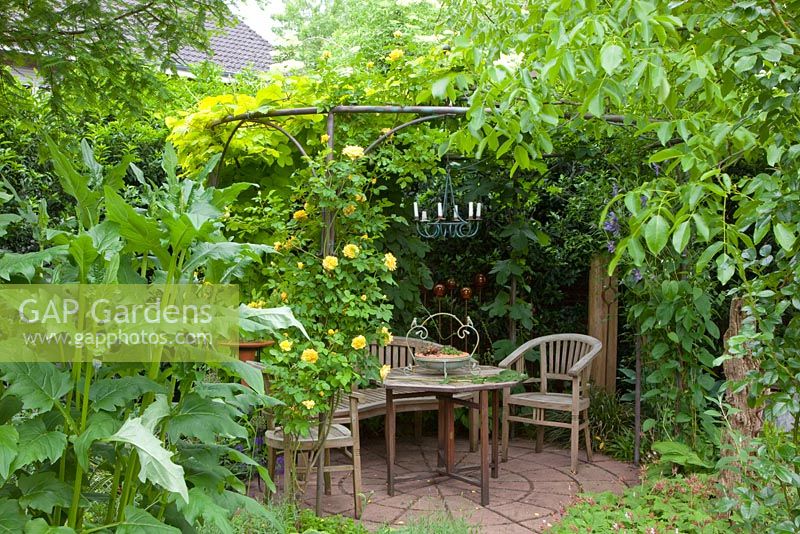 Seating area hidden by Arbour covered with Rosa and Humulus lupulus 'Aureus'
