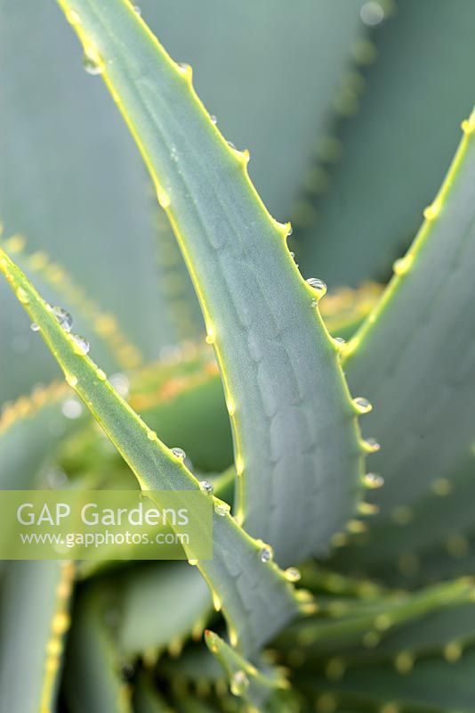 Aloe arborenscens - Krantz Aloe, Cape Town, South Africa
