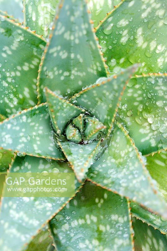 Aloe variegata - Partridge Aloe, Cape Town, South Africa